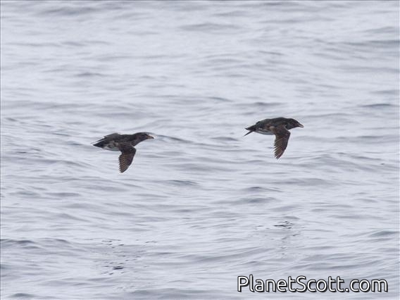 Rhinoceros Auklet (Cerorhinca monocerata)