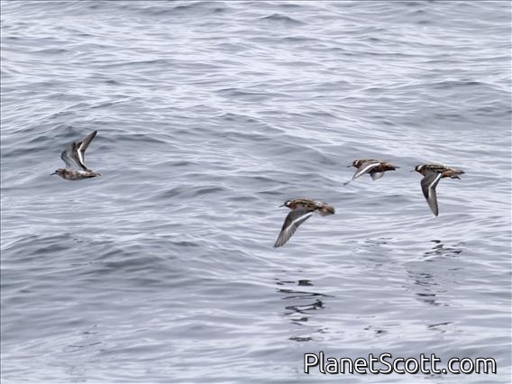 Red Phalarope (Phalaropus fulicaria) - Flight