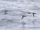 Red Phalarope (Phalaropus fulicaria) - Flight