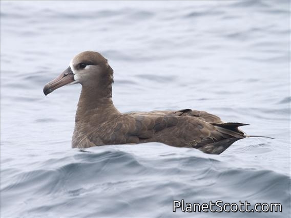 Black-footed Albatross (Diomedea nigripes)