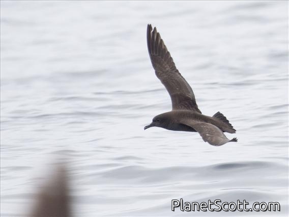 Sooty Shearwater (Ardenna grisea)