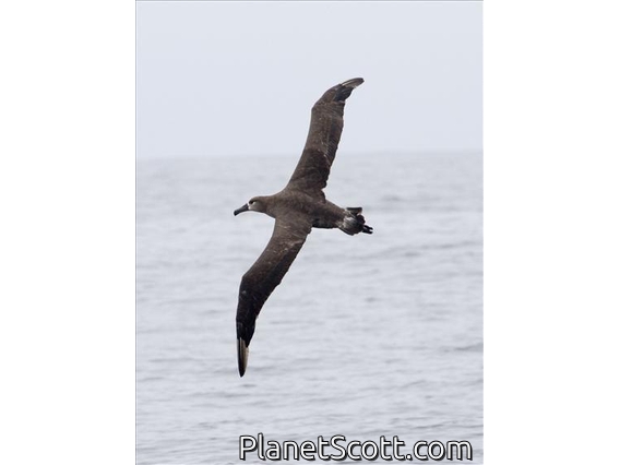 Black-footed Albatross (Diomedea nigripes)