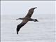 Black-footed Albatross (Diomedea nigripes)