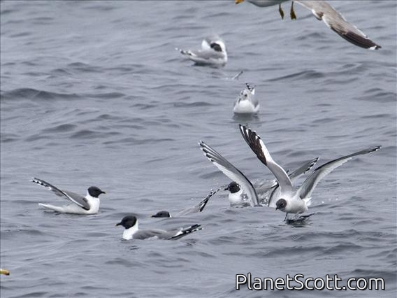 Sabine's Gull (Xema sabini)