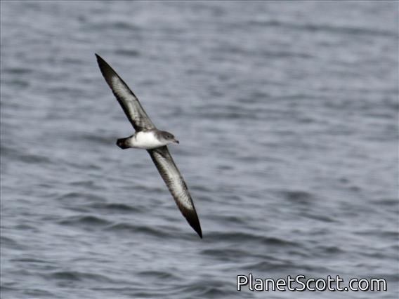 Pink-footed Shearwater (Ardenna creatopus)