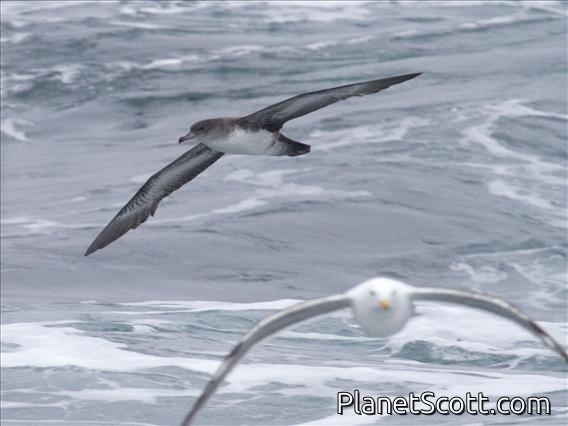 Pink-footed Shearwater (Ardenna creatopus)