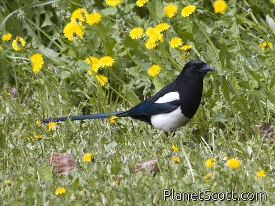 Black-billed Magpie (Pica pica)