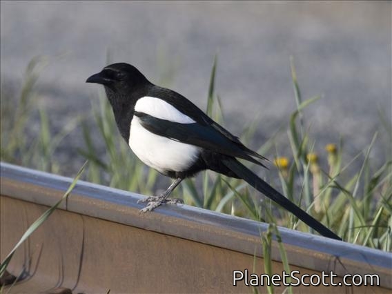Black-billed Magpie (Pica pica)