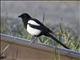 Black-billed Magpie (Pica pica)