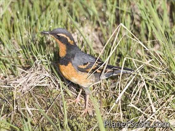 Varied Thrush (Zoothera naevia)