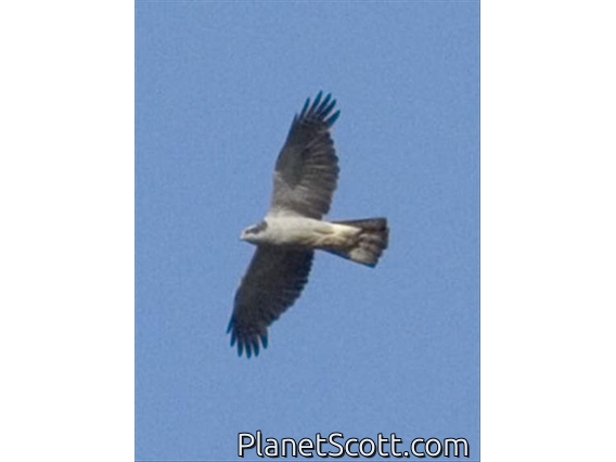 American Goshawk (Accipiter atrocapillus)
