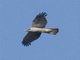 American Goshawk (Accipiter atrocapillus)