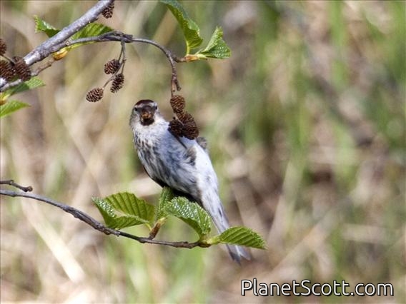 Common Redpoll (Carduelis flammea)