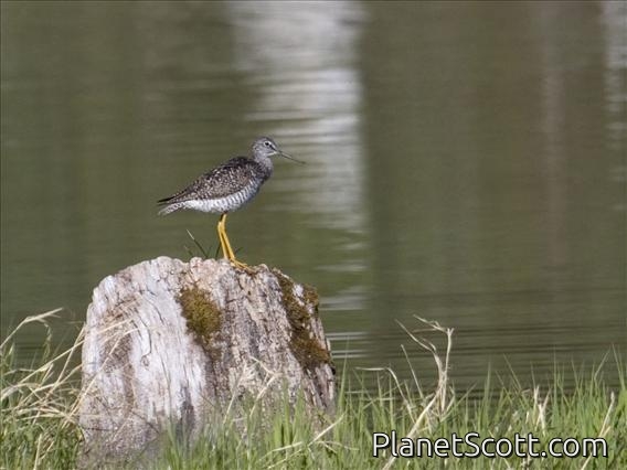 Greater Yellowlegs (Tringa melanoleuca)
