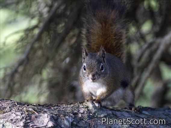 American Red Squirrel (Tamiasciurus hudsonicus)