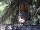 American Red Squirrel (Tamiasciurus hudsonicus)