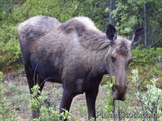 Moose (Alces alces)