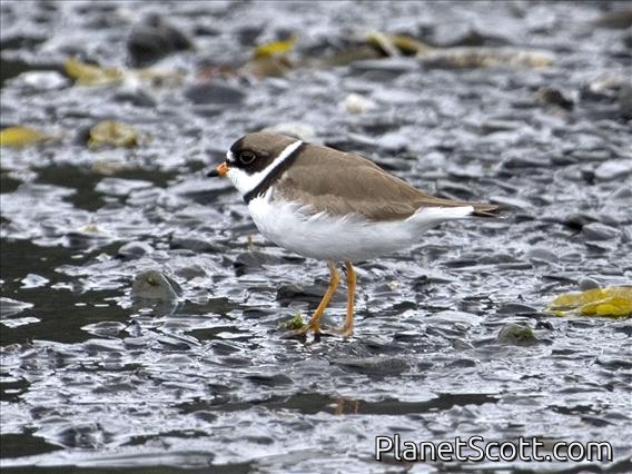Semipalmated Plover (Charadrius semipalmatus)