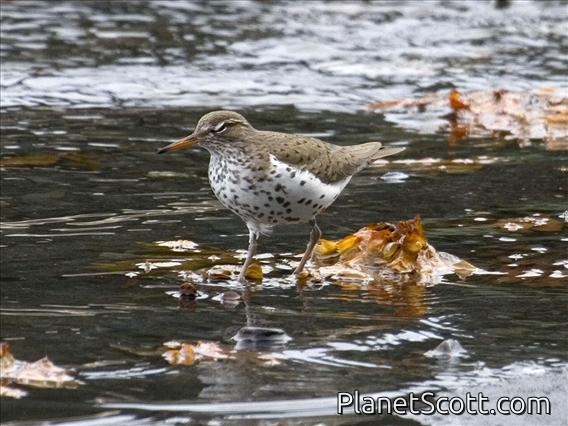 Spotted Sandpiper (Tringa macularia)