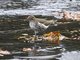 Spotted Sandpiper (Tringa macularia)