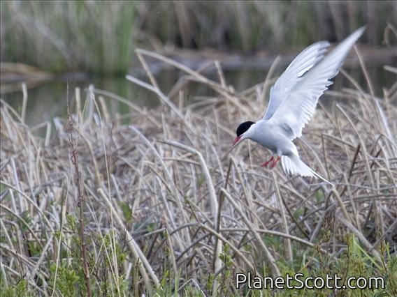 Arctic Tern (Sterna paradisaea)