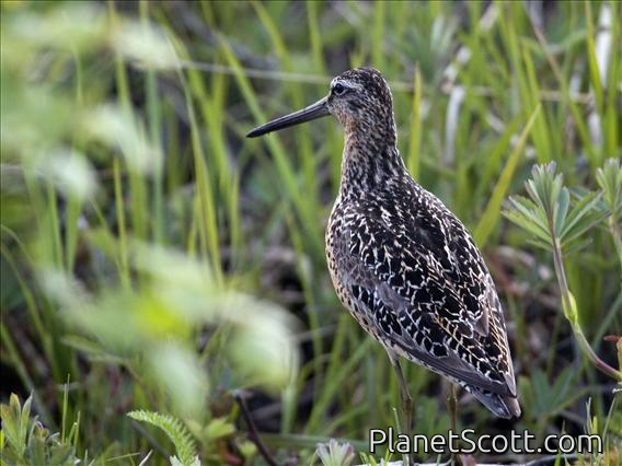 Short-billed Dowitcher (Limnodromus griseus)