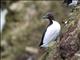 Thick-billed Murre (Uria lomvia)
