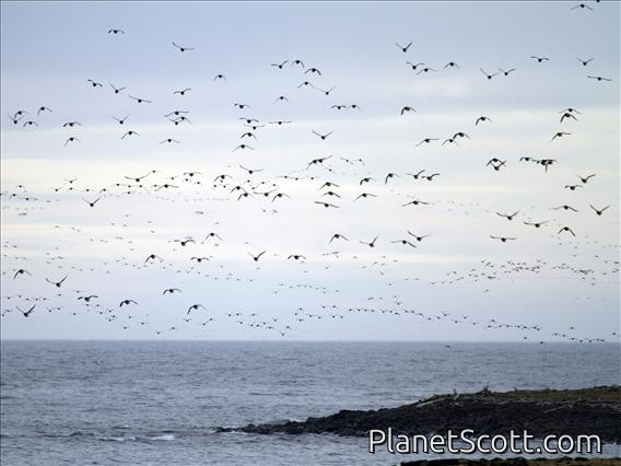 St. George Island Murres