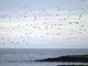 St. George Island Murres