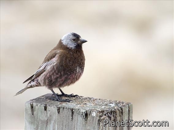 Gray-crowned Rosy-Finch (Leucosticte tephrocotis)