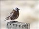 Gray-crowned Rosy-Finch (Leucosticte tephrocotis)