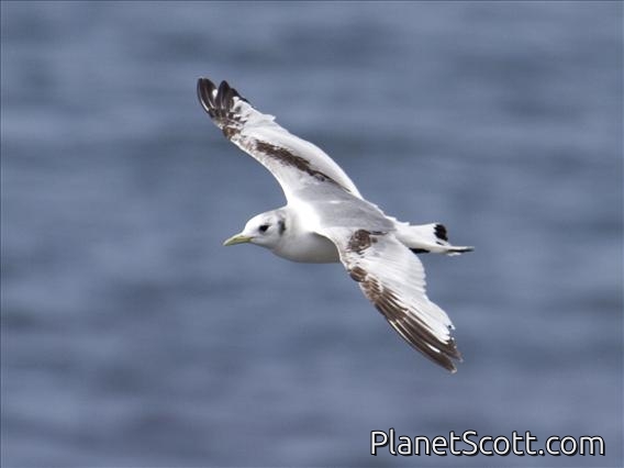 Black-legged Kittiwake (Rissa tridactyla) - 1st Summer