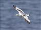 Black-legged Kittiwake (Rissa tridactyla) - 1st Summer