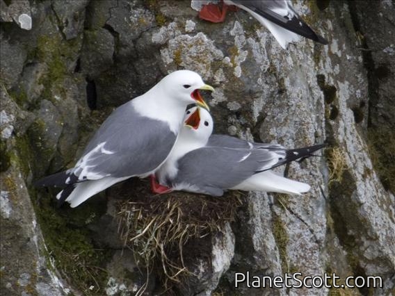 Red-legged Kittiwake (Rissa brevirostris)