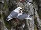Red-legged Kittiwake (Rissa brevirostris)