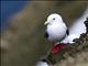 Red-legged Kittiwake (Rissa brevirostris)