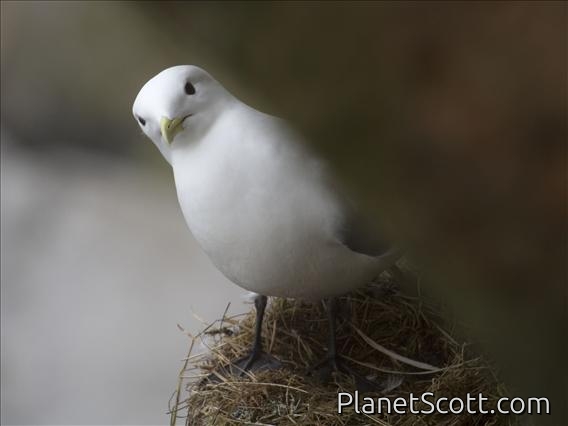 Black-legged Kittiwake (Rissa tridactyla)
