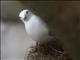 Black-legged Kittiwake (Rissa tridactyla)