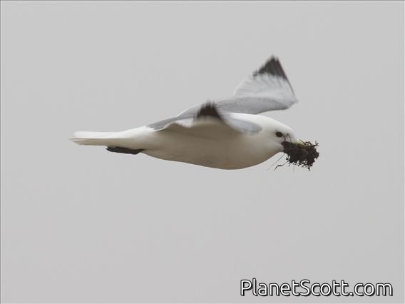 Black-legged Kittiwake (Rissa tridactyla) - With Nesting Material