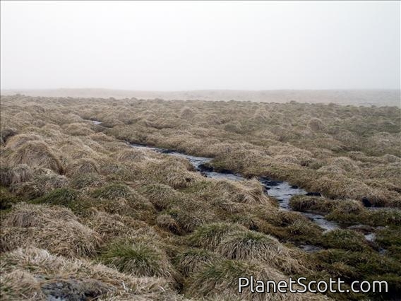 St. George Island - Tussocks