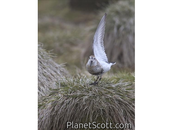 Rock Sandpiper (Calidris ptilocnemis)