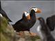 Tufted Puffin (Fratercula cirrhata)