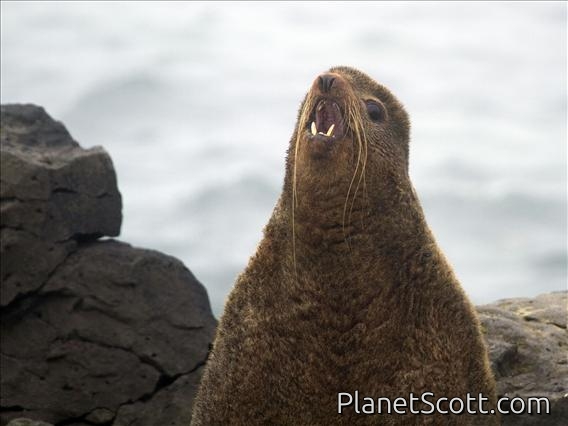 Northern Fur Seal (Callorhinus ursinus)