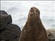 Northern Fur Seal (Callorhinus ursinus)