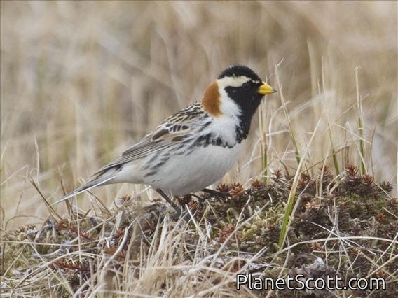 Lapland Longspur (Calcarius lapponicus) - Male Breeding