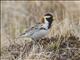 Lapland Longspur (Calcarius lapponicus) - Male Breeding