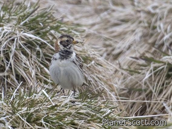 Lapland Longspur (Calcarius lapponicus) - Female Breeding