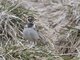 Lapland Longspur (Calcarius lapponicus) - Female Breeding