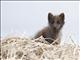 Arctic Fox (Alopex lagopus)