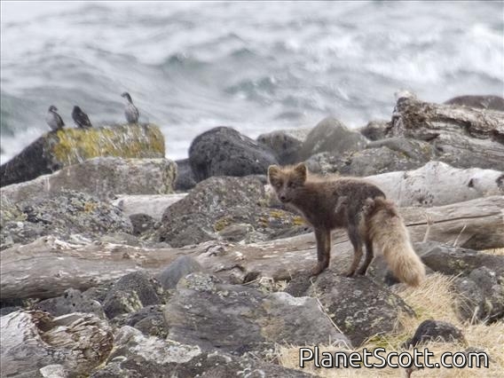 Arctic Fox (Alopex lagopus)